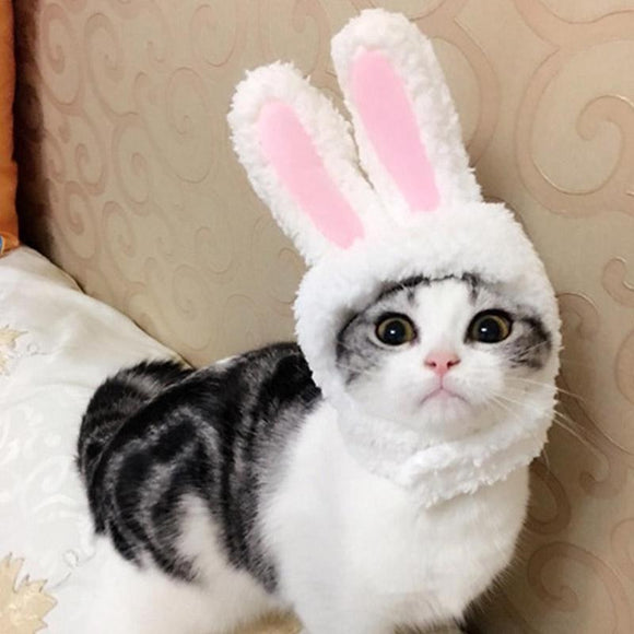 Cute Pet Costume